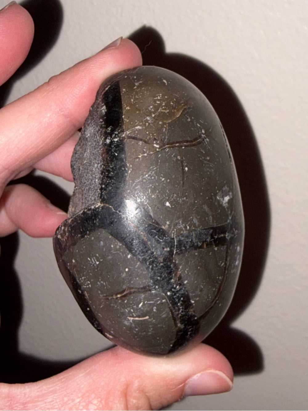 SEPTARIAN EGG